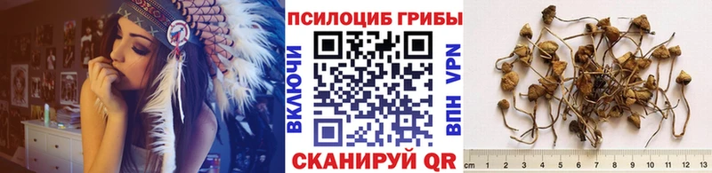 наркотики  Суджа  дарк нет как зайти  Галлюциногенные грибы GOLDEN TEACHER 